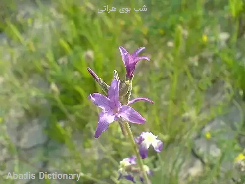 شب بوی هراتی